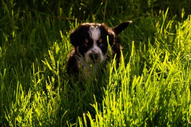 Kırsalda küçük bir köpek yavrusu