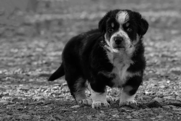 Een Kleine Puppy Buiten Het Platteland — Stockfoto