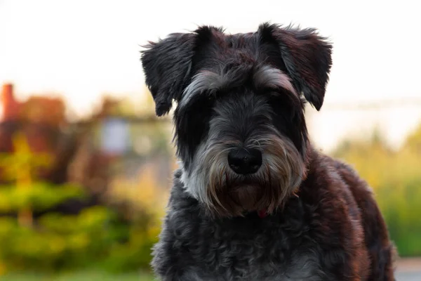 Een Grote Vrouwelijke Schnauzer — Stockfoto