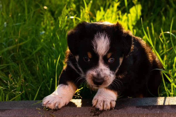 Een Kleine Puppy Buiten Het Platteland — Stockfoto