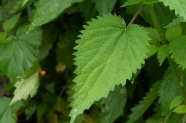 Köyde ısırgan otu çiçeği