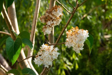 Baharda bahçede açan leylak çiçeği.