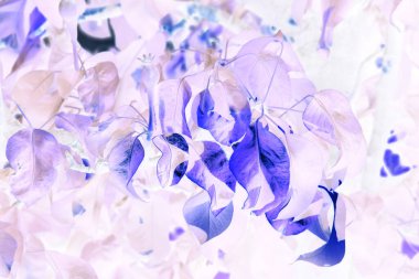 İlkbaharda bahçede açan leylak çiçeği soyut.