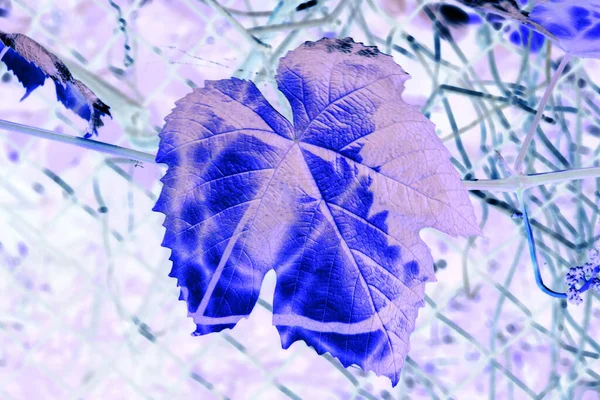 Lilac Blomma Blommar Ren Trã Dgã Rden Abstrakt — Stockfoto
