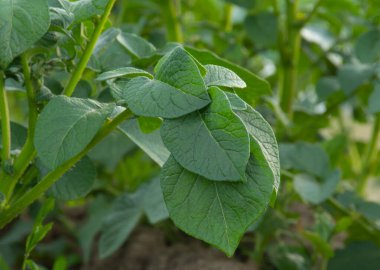 Genç patateslerden oluşan bir çalı.