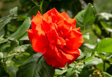 Bahçede büyüyen kırmızı gül