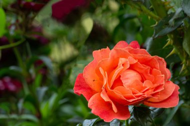 Bahçede büyüyen kırmızı gül