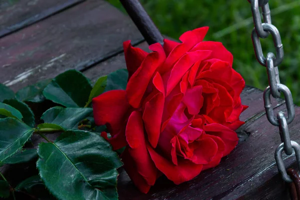 Eine Rose Auf Einer Schaukel Liegend — Stockfoto