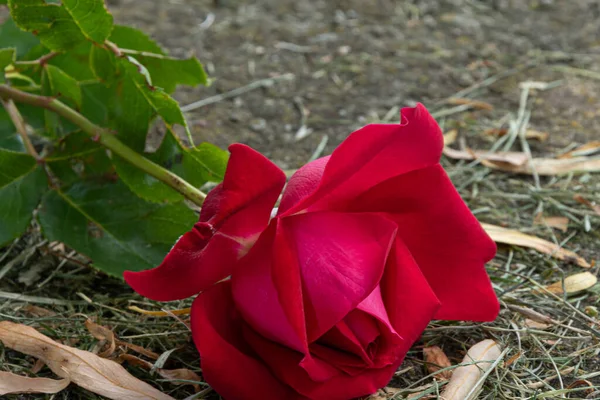 Роза Лежала Бетоне — стоковое фото