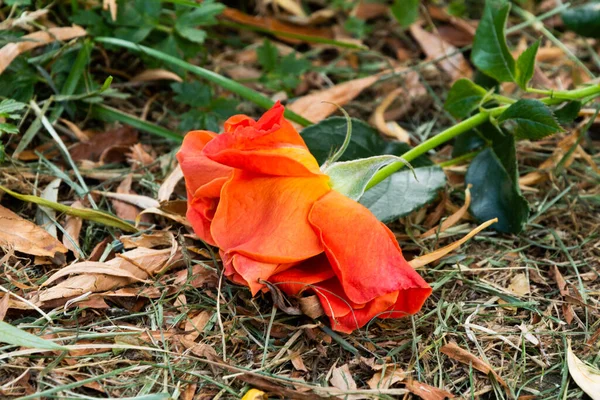 Роза Лежащая Траве — стоковое фото