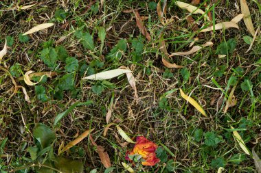 Çimenlerde yatan bir gül