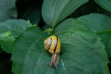Yaprağın üzerinde sürünen bir salyangoz.