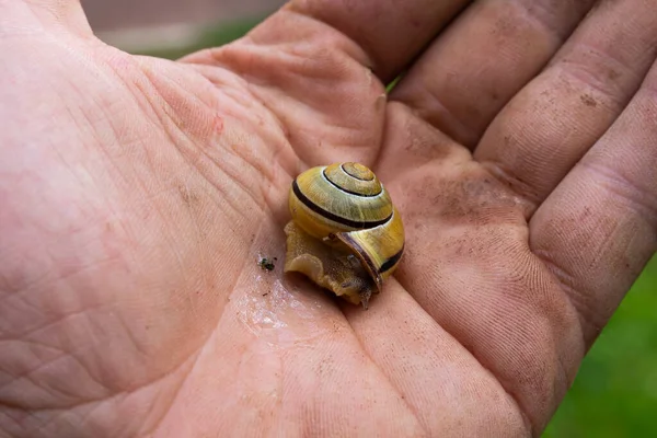 Caracol Arrastrándose Una Mano — Foto de Stock