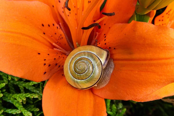 Egy Csiga Mászik Virágon — Stock Fotó