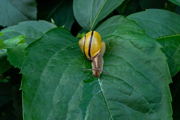 Caracol Arrastrándose Sobre Una Hoja — Foto de Stock