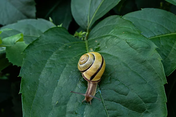 葉の上を這うカタツムリ — ストック写真