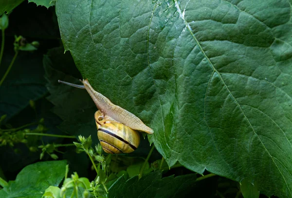 Ślimak Czołgający Się Liściu — Zdjęcie stockowe