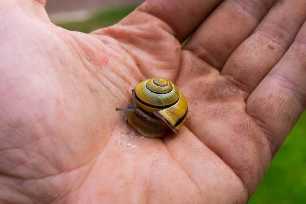 Caracol Arrastrándose Una Mano — Foto de Stock