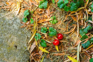 Yerde yatan kirazlar