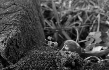 Yerde yatan kirazlar