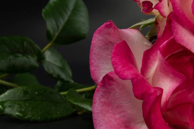 Pembe gül, karanlığa karşı fotoğraflanmış.