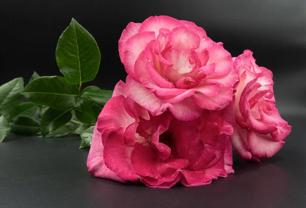Rosa Rosa Fotografado Contra Fundo Escuro — Fotografia de Stock