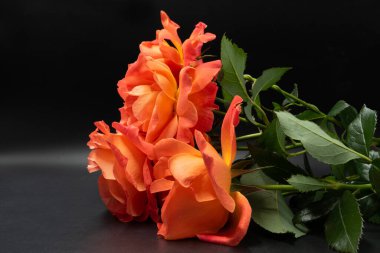 Koyu arkaplanda çekilmiş turuncu güller