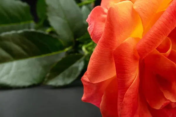 Orange Roses Photographed Dark Background — Stock Photo, Image