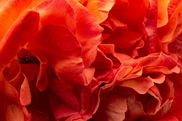 Oranžové Růže Fotografované Tmavém Pozadí — Stock fotografie