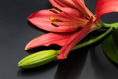 Bir kaplan zambağı karanlık bir arkaplanda fotoğraflanmış.