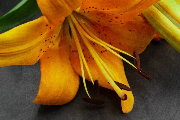 Orange asiatic lily photographed against a dark background