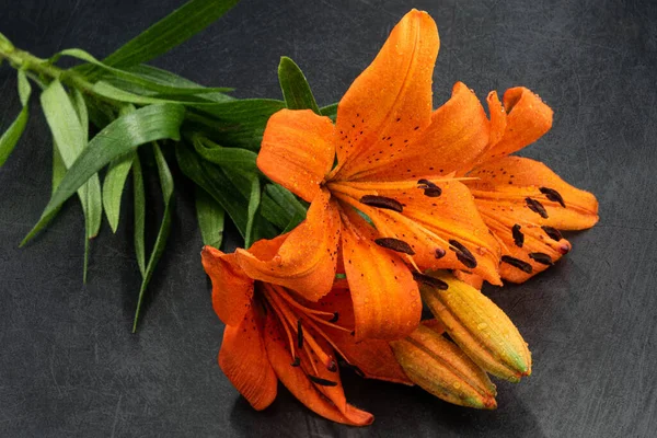 Orange asiatic lily photographed against a dark background