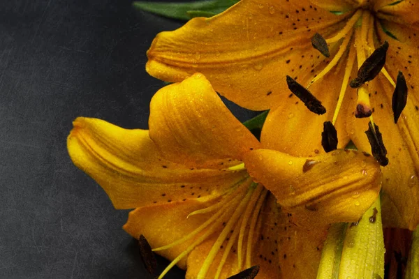 Yellow asiatic lily photographed against a dark background