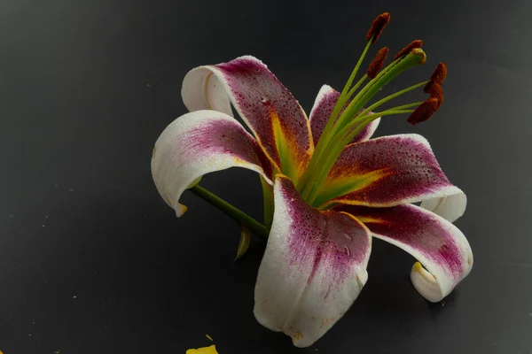 Asiatic lily photographed against a dark background