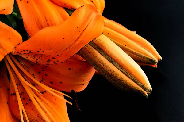 Orange Asiatic Lily Flower — Stock Photo, Image