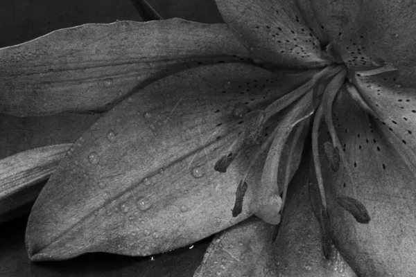 Fleur Géranium Asiatique Noir Blanc — Photo