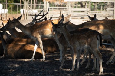 Soyut sunulan çok renkli modern duvar kağıdı