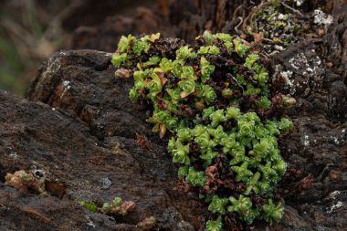 Rocks in Bronnoysund in Norway
