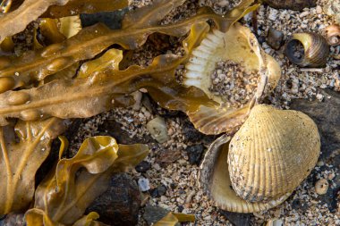 Seashells lying on the sand at the beach