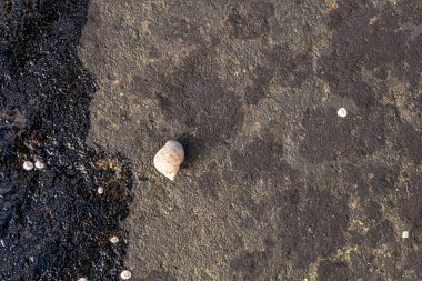 A seashell photographed on a stone