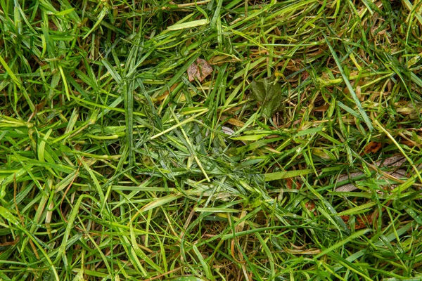 Wet Grass Growing Garden — Stock Photo, Image