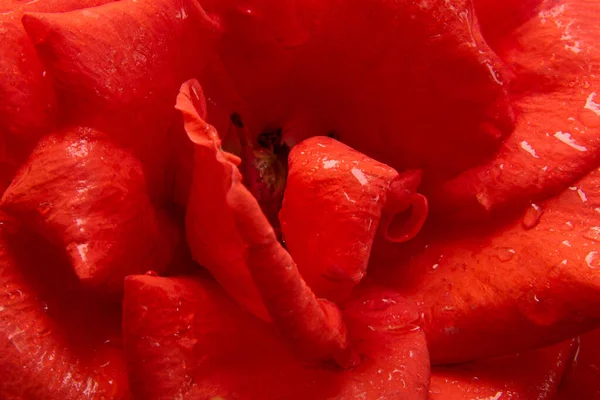 Wet Red Rose Macro Photo — Stock Photo, Image