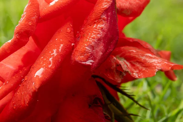 Red Rose Lying Grass Garden — Stock Photo, Image