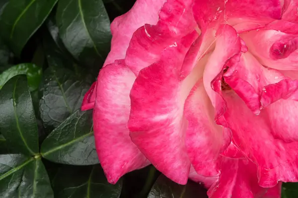 Pink Rose Growing Garden — Stock Photo, Image