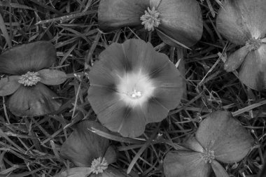 Çiçeklerin motifi çimenlerde siyah beyaz dizilmiş.