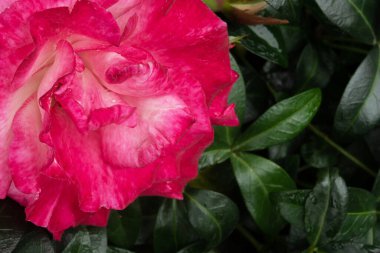 A pink rose growing in a garden