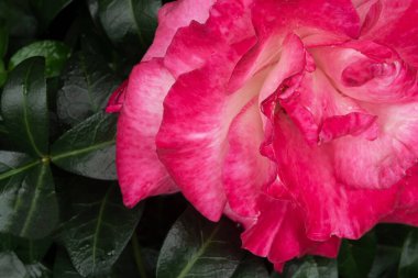 A pink rose growing in a garden