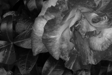 Bahçede büyüyen pembe bir gül. Siyah beyaz.