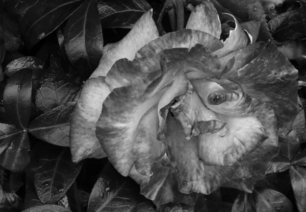 一朵粉红的玫瑰生长在一个黑白相间的花园里 — 图库照片