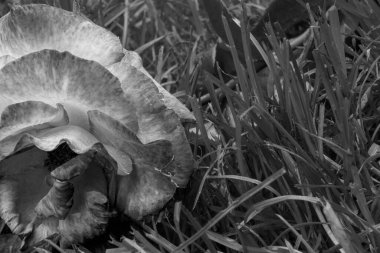 Bahçede büyüyen pembe bir gül. Siyah beyaz.